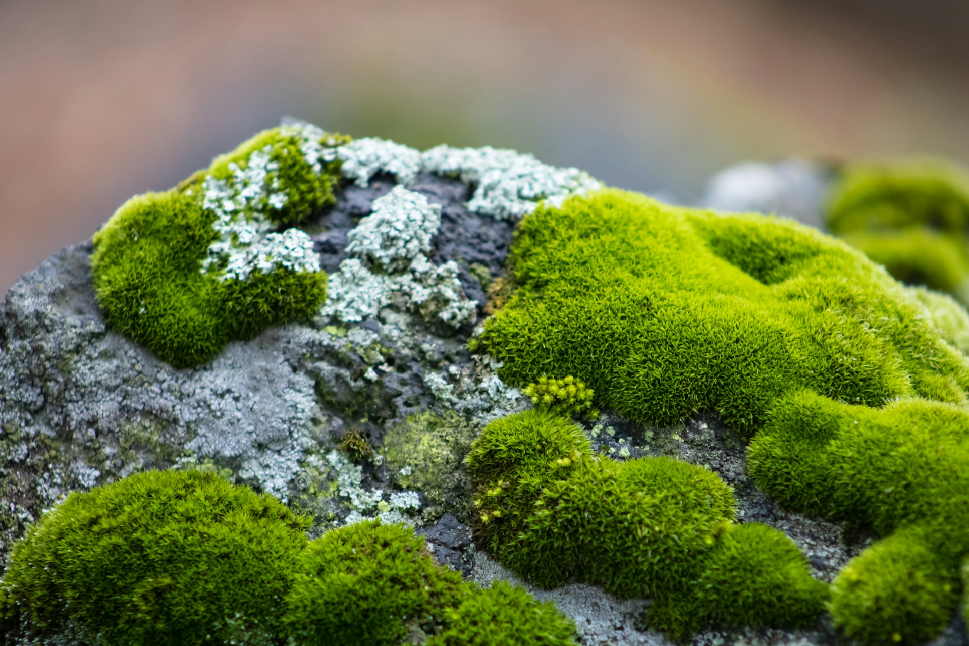 green moss on gray rock